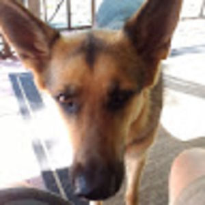 Meet your Posher, Dennis